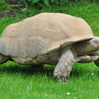 Sulcata Tortoise Facts and Pictures