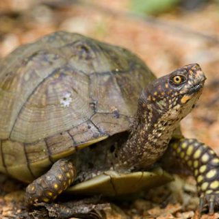 Three-toed Box Turtle Facts And Pictures