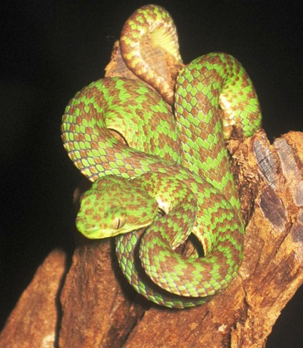 Kanburian Pit Viper Facts and Pictures | Reptile Fact