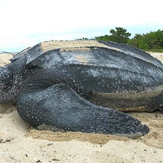 Leatherback Sea Turtle Facts and Pictures