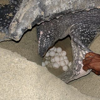 Leatherback Sea Turtle Facts and Pictures