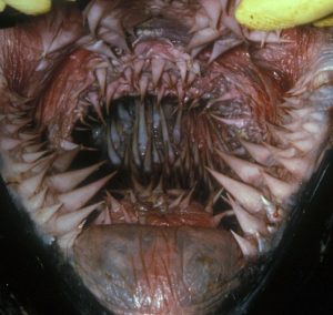 Leatherback Sea Turtle Mouth – Reptile Fact