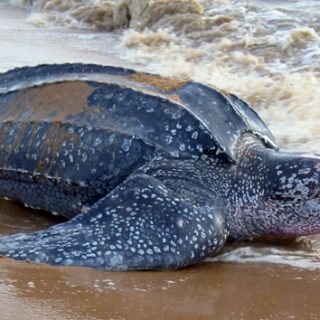 Leatherback Sea Turtle Facts and Pictures