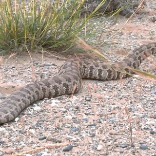 Levant Viper Facts and Pictures