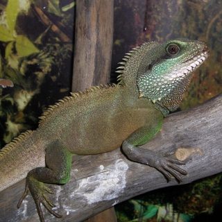 Chinese Water Dragon Facts and Pictures