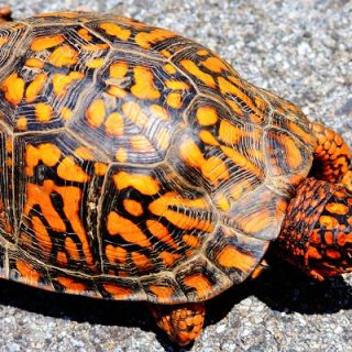 Eastern Box Turtle Facts and Pictures