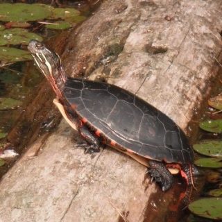 Painted Turtle Facts and Pictures