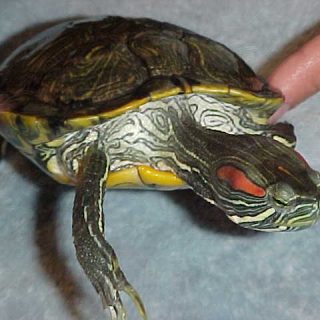 Red-eared Slider Facts and Pictures