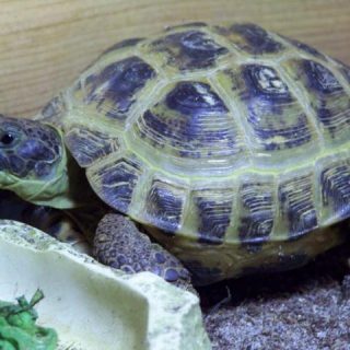 Russian Tortoise Facts and Pictures