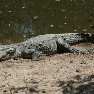 Mugger Crocodile Facts and Pictures