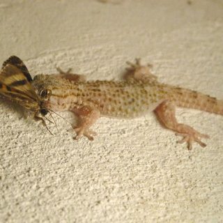 Mediterranean Gecko Facts and Pictures