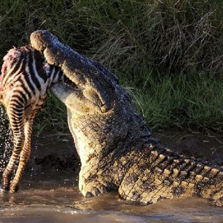 Nile Crocodile Facts and Pictures