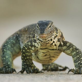 Nile Monitor Facts and Pictures