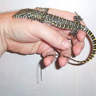 Nile Monitor Facts and Pictures