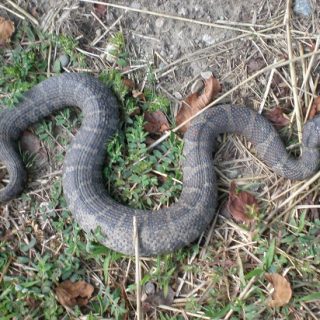 Northern Water Snake Facts and Pictures