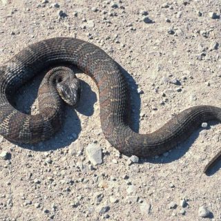 Northern Water Snake Facts and Pictures