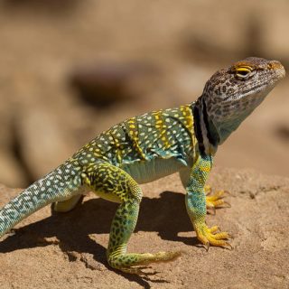 Collared Lizard Facts and Pictures