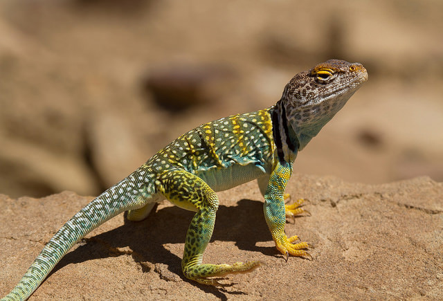 oklahoma-collared-lizard-reptile-fact