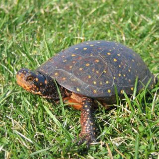 Spotted Turtle Facts and Pictures