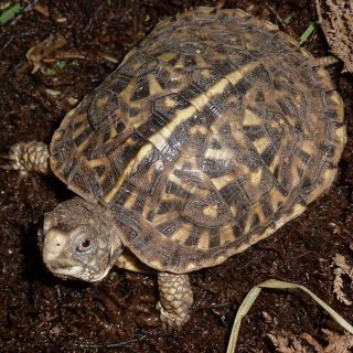 Ornate Box Turtle Facts and Pictures