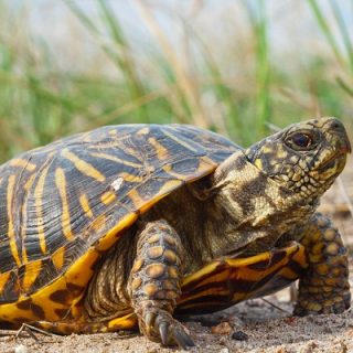 Desert Tortoise Facts and Pictures