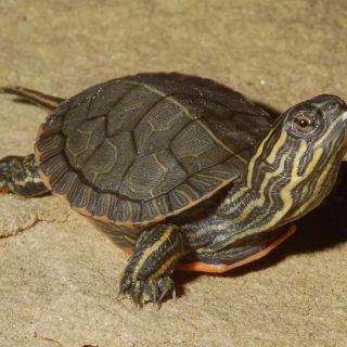 Painted Turtle Facts and Pictures