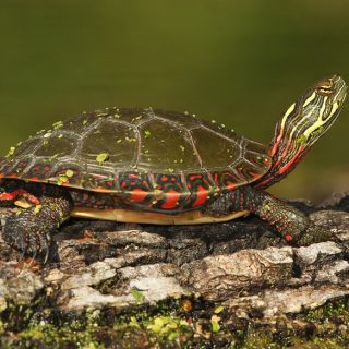 Western Painted Turtle Facts and Pictures