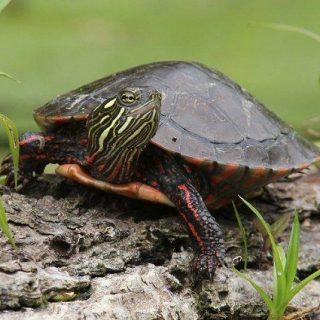 Painted Turtle Facts and Pictures