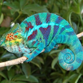 Panther Chameleon Facts and Pictures