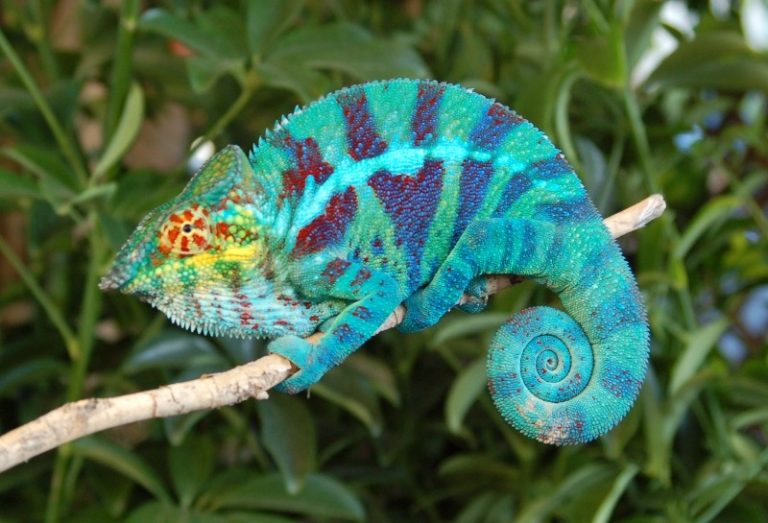 Chameleons: Facts and List of Types With Pictures - Reptile Fact