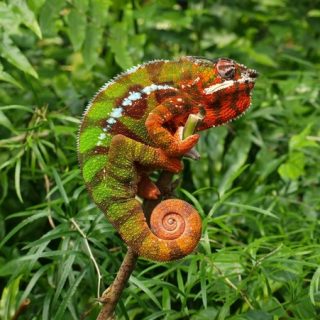 Panther Chameleon Facts And Pictures