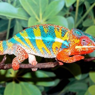 Panther Chameleon Facts And Pictures