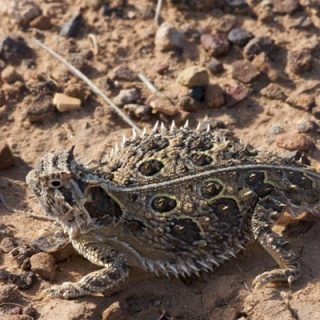 Texas Horned Lizard Facts and Pictures