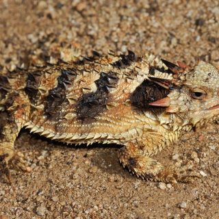 Coast Horned Lizard Facts And Pictures