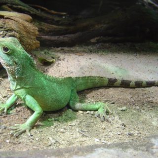 Earless Monitor Lizards Facts and Pictures