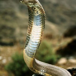 Caspian Cobra Facts And Pictures