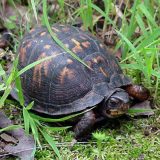 Eastern Box Turtle Facts and Pictures