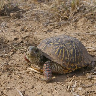 Ornate Box Turtle Facts and Pictures