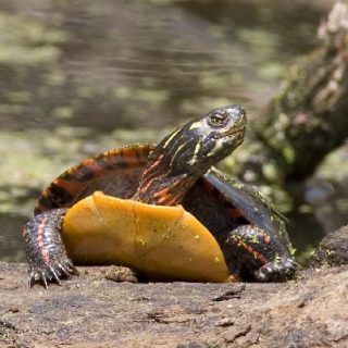 Painted Turtle Facts and Pictures