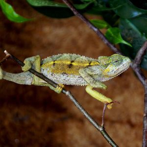 Rudis Chameleon Facts and Pictures