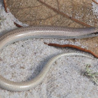 Sand Skink Facts and Pictures