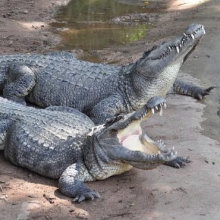 Siamese Crocodile Facts and Pictures