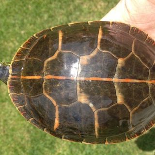 Southern Painted Turtle Facts and Pictures