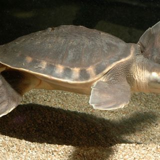 Pig-nosed Turtle Facts and Pictures