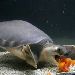 Pig-nosed Turtle Facts and Pictures