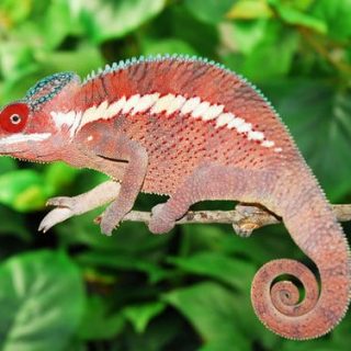 Panther Chameleon Facts and Pictures