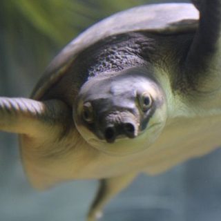 Pig-nosed Turtle Facts and Pictures