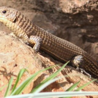 plated lizard