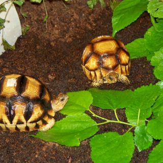 Ploughshare Tortoise Facts and Pictures