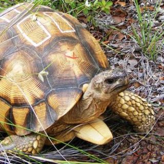 Ploughshare Tortoise Facts and Pictures